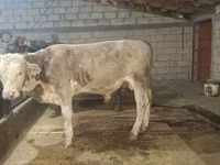 ثور, Simmental cattle — الصورة 2