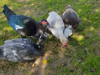 Ducks — 3 зураг