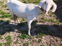 Cabra, Beetal goats — foto 4