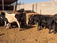 ثور, الماشية — الصورة 1