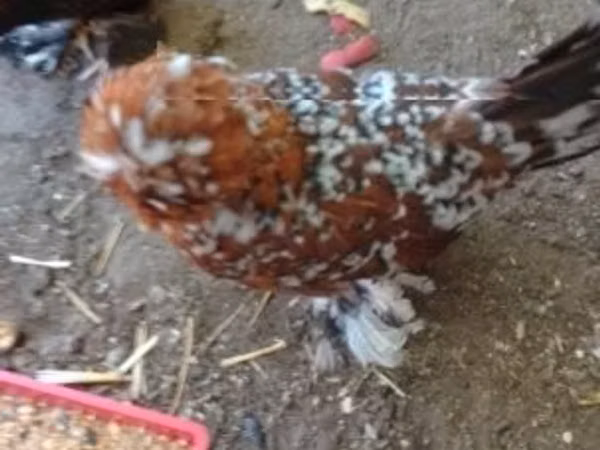 Chickens