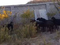 भेड़, Hissar sheep — फ़ोटो 4
