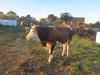 Cow, Simmental cattle — photo 2
