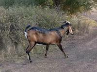Billy Goat, Nubian Goat — photo 1