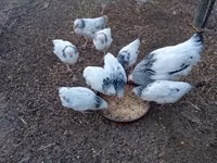 ससेक्स — फ़ोटो 2