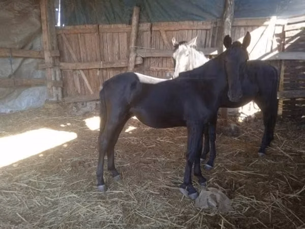 घोड़ा, Nonius horse