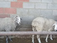 Sheep, Sheep — photo 8