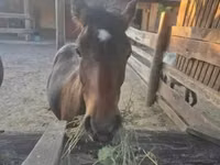 公马, Welsh Cob — 照片 1