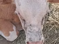 Bovinos (lote, sexo no especificado), Simmental cattle — foto 1