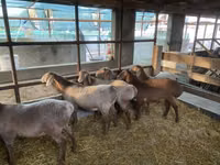 Schaf, Tian-Shan semifinewool sheep — Foto 2