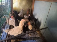Chickens — photo 3