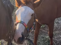 घोड़ा, Tiger horse — फ़ोटो 5