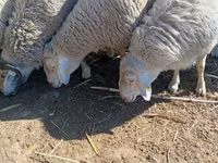 मेढ़ा, Assaf sheep — फ़ोटो 1