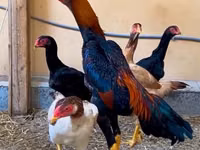 Chickens — الصورة 6