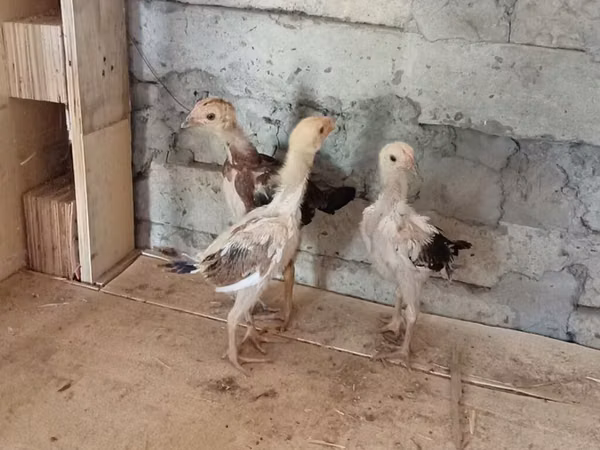 Chickens