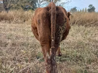 母牛, Cattle — 照片 3