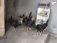 Chickens — फ़ोटो 1
