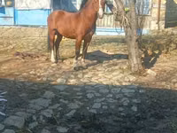 حصان, Karabakh horse — الصورة 6