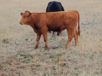 Үнээ, Ukrainian grey cattle — 1 зураг