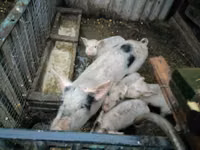 母猪, Pigs — 照片 2