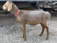 Schaf, Arashan sheep — Foto 1