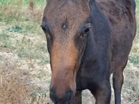 घोड़ा, Thoroughbred horse — फ़ोटो 2