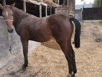 Stute, Thoroughbred horse — Foto 7