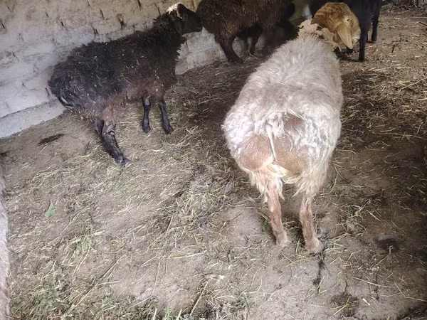 भेड़ें (लॉट, लिंग निर्दिष्ट नहीं), भेड़