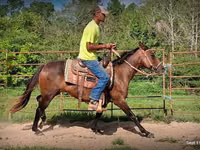Mare, Standardbred — photo 4