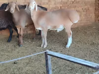 Ram, Sheep — photo 3