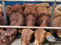 Bulle, Limousin-Kuh — Foto 2