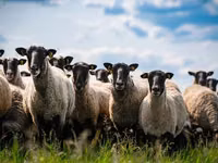 Хуц, Dorper sheep — 8 зураг
