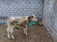 Бух, Simmental cattle — 1 зураг