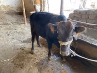 Cattle (batch, sex not specified), Cattle — photo 3