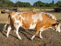 Kuh, Simmental cattle — Foto 6