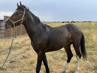 Horse (M), Orlov Trotter — photo 5