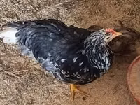 Chickens — الصورة 8
