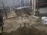 母羊, Afghan Arabi sheep — 照片 3