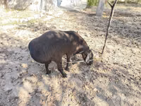 Carnero, Hissar sheep — foto 4