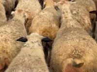 Sheep, Sheep — photo 6