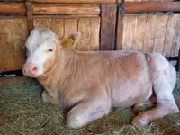 ثور, Simmental cattle — الصورة 5