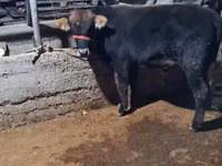 Bulle, Swedish red cattle — Foto 4