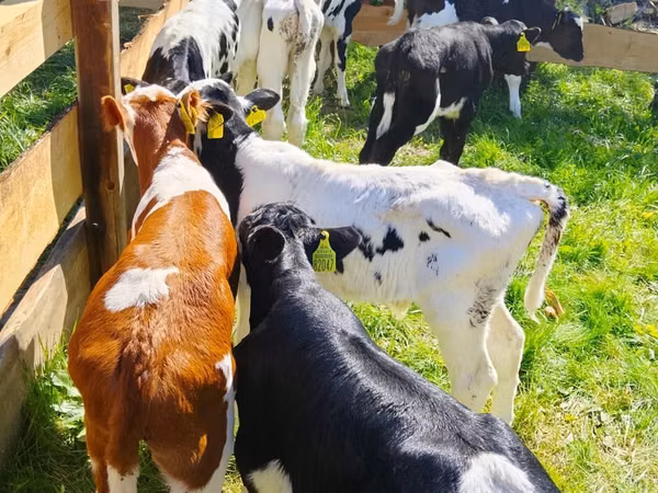 Cattle (batch, sex not specified), Russian Black pied cattle