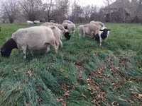 绵羊（批次，未指定性别）, Dorper sheep — 照片 2