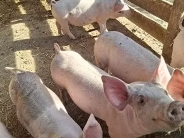 Sow, Pigs
