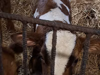 ثور, Simmental cattle — الصورة 7