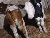 Kuh, Russian Black pied cattle — Foto 1
