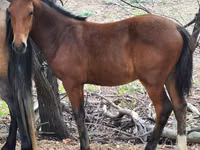 马匹（批次，未指定性别）, Karachay horse — 照片 3