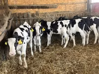 Бух, Russian Black pied cattle — 3 зураг