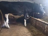 بقرة, Russian Black pied cattle — الصورة 3
